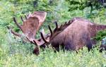 Tundra Wilderness Tour